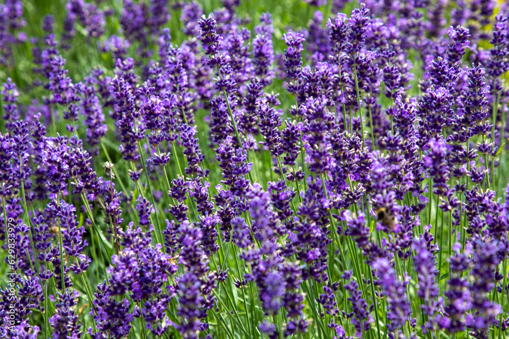 Naklejka premium Lavendelfeld