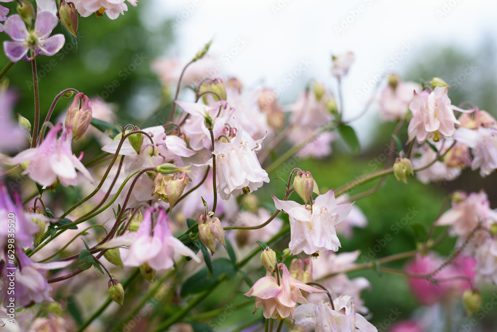 Gently pink aquilegia flowers in the garden in summer