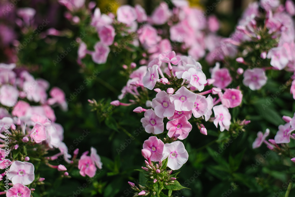 Gently pink flowers of panicled phlox in summer in the garden