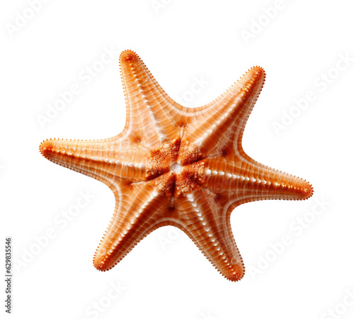 a starfish isolated