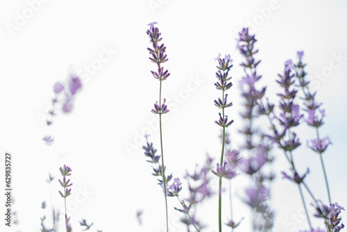 Lavender flowers with selective focus against the sky. Floral background for copy space