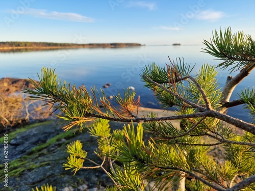 pine tree on the shore of lake