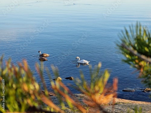 ducks on the lake