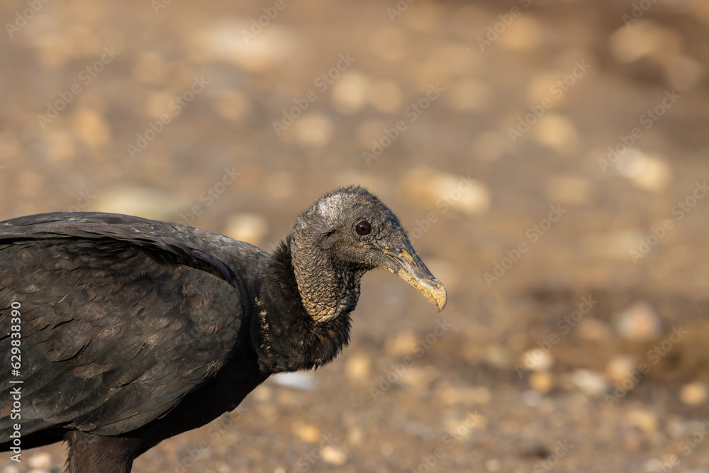 Fototapeta premium American Vulture (Coragyps atratus), looking at the camera on the beach in Costa Rica.