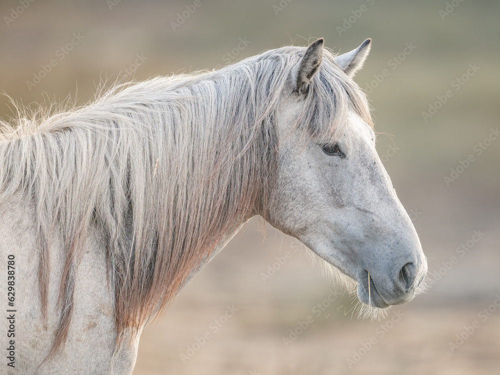 Obraz premium Jument de Camargue