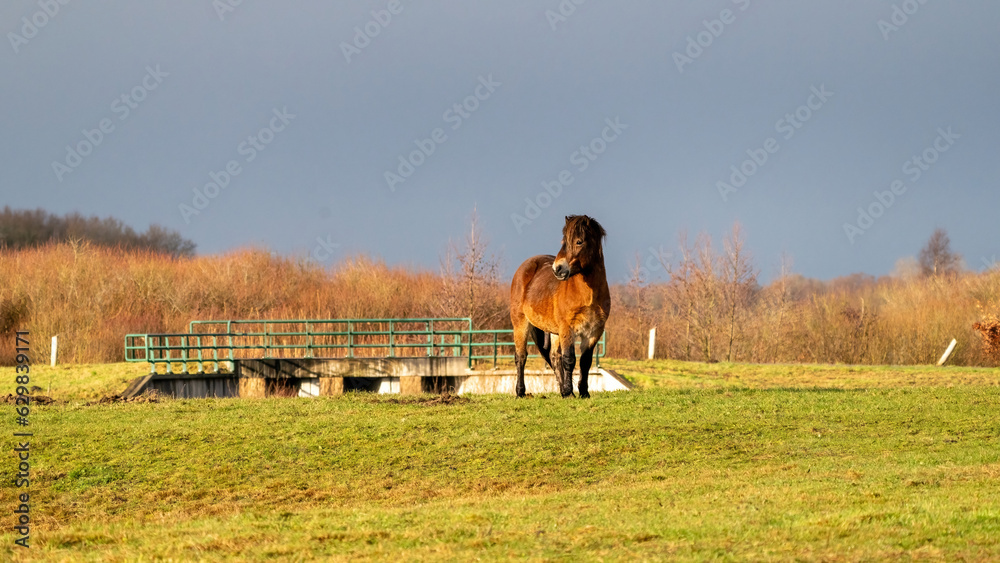 A brown wild Exmoor pony stands against a blue sky. Seen from the front. Stares dreamily into the distance. In the Fochteloo nature reserve, the Netherlands. Selective focus, blue, sun, soft light