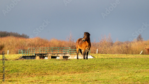 Obraz na płótnie A brown wild Exmoor pony stands against a blue sky. Seen from the front. Stares dreamily into the distance. In the Fochteloo nature reserve, the Netherlands. Selective focus, blue, sun, soft light w salonie