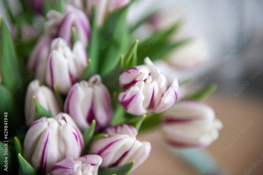 Striped purple fleming flag tulips are on the table in a basket. Bouquet of flowers Striped purple fleming flag tulips are on the table in a basket. Bouquet of flowers