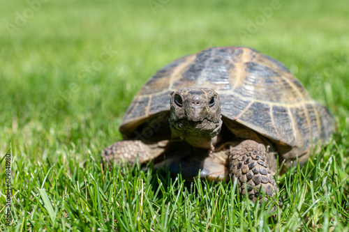 Portrait of an adult domestic tortoise crawling on the lawn outdoors.