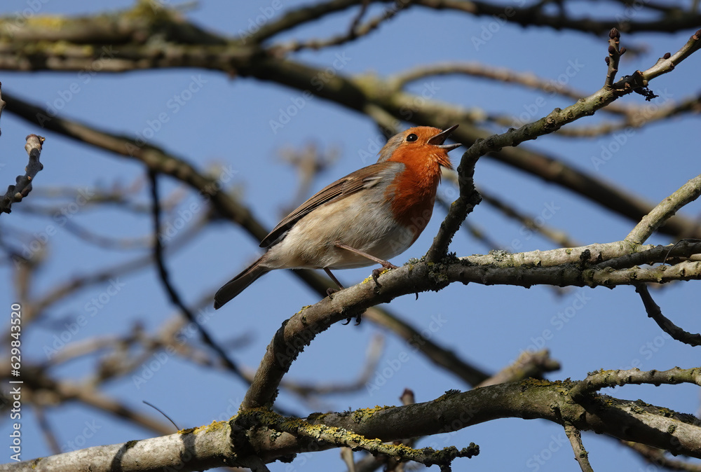 Fototapeta premium A low angle view of a robin redbreast singing in a tree. 