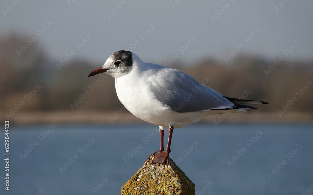 A closeup of a black-headed gull standing on a concrete post against a defocused background. A closeup of a black-headed gull standing on a concrete post against a defocused background.