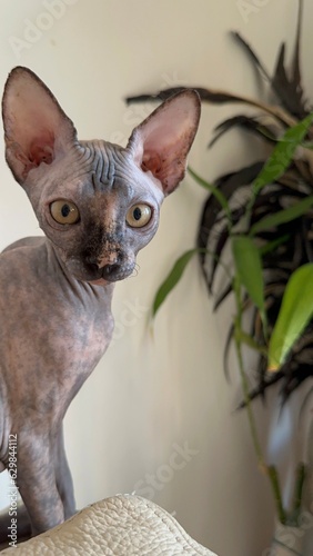 una mirada sorprendida de un garito sphynx de 4 meses photo