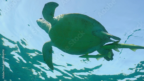 Bottom view of Great Green Sea Turtle (Chelonia mydas) is resting on surface of water, Red sea, Egypt photo