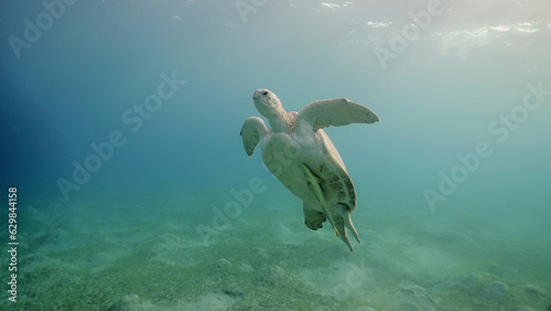 Great Green Sea Turtle (Chelonia mydas) swimming up in the blue ocean, Reda sea, Egypt