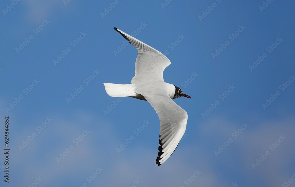 A black-headed gull in flight against a blue sky background. 