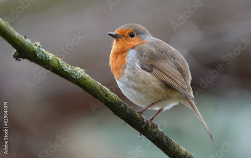 A European robin perching on a branch against a defocused background.  © Nigel