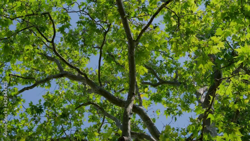 Looking up at a majestic Plane Tree (Platens) sway in the wind on a sunny day at the park in Vienna Low angle shot of Leaves rustling with a blue sky. Shot with Sony FX3 in slow motion. Looking up at a majestic Plane Tree (Platens) sway in the wind on a sunny day at the park in Vienna Low angle shot of Leaves rustling with a blue sky. Shot with Sony FX3 in slow motion.