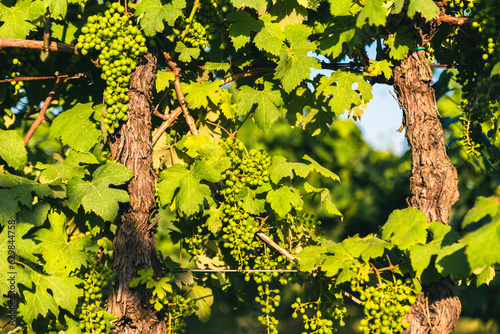 Growing and ripening of organic white grapes