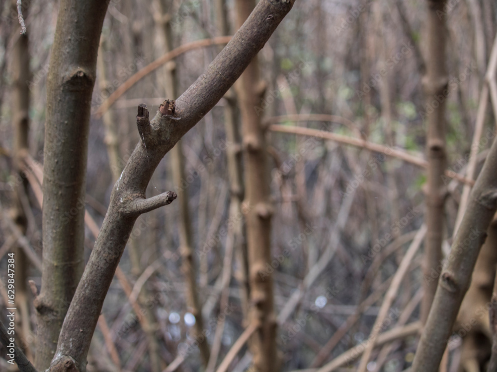 branch with buds branch with buds