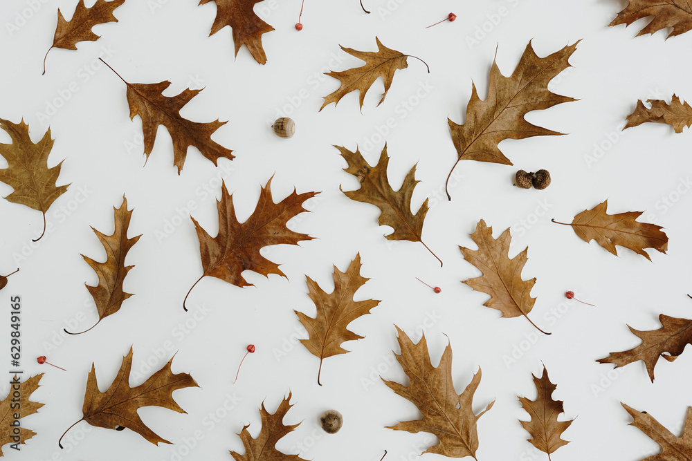 Dry oak leaves and acorns on white background. Autumn, fall template Dry oak leaves and acorns on white background. Autumn, fall template