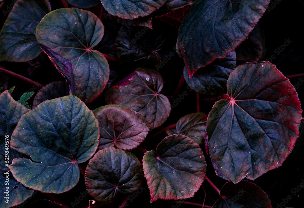 Light purple decorative foliage in the flower garden Light purple decorative foliage in the flower garden