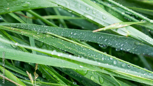 Shiny rain water drops on green spring grass leaves close-up. Nature patterns