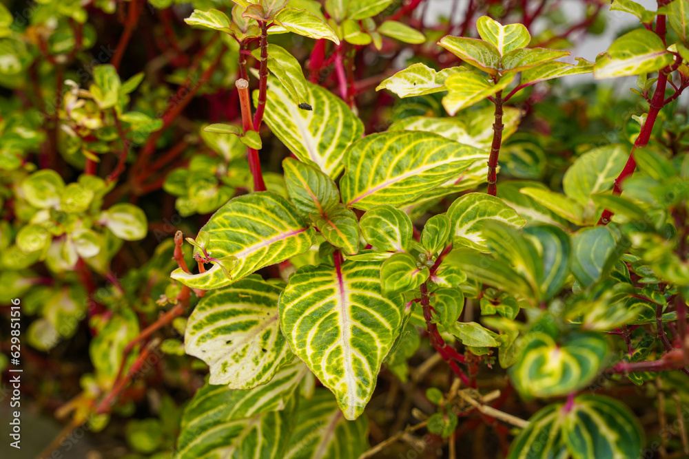 Iresine herbstii or Herbst's bloodleaf is a species of flowering plant in the family Amaranthaceae. Some call this plant the chicken gizzard plant. Red Blood Leaf Ornamental Plant. Iresine herbstii or Herbst's bloodleaf is a species of flowering plant in the family Amaranthaceae. Some call this plant the chicken gizzard plant. Red Blood Leaf Ornamental Plant.