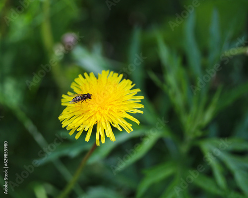 dandelion in the meadow close up