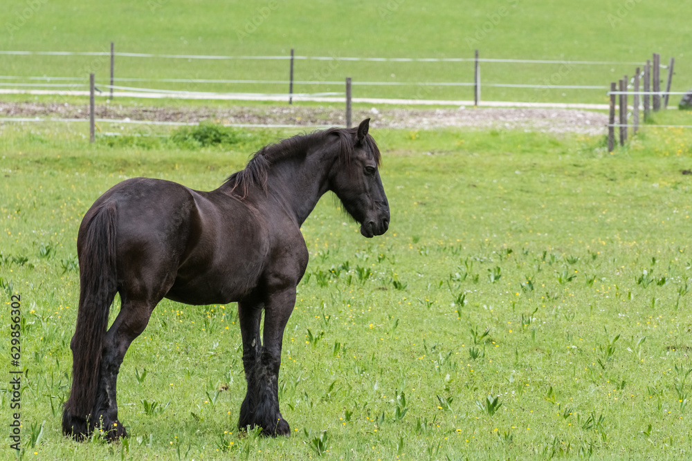 black horse standing on a green meadow with a fence in the back black horse standing on a green meadow with a fence in the back