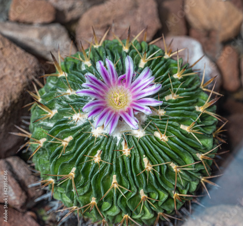 Stenocactus crispatus, Echinofossulocactus blooms photo