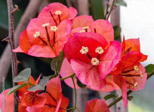 Paper Flower (Bougainvillea glabra), island of Cyprus, Greece, Europe photo