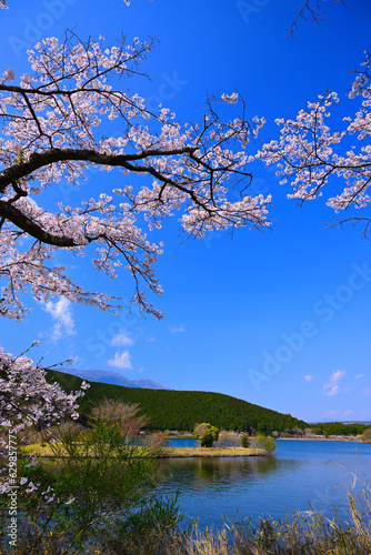 桜　富士山