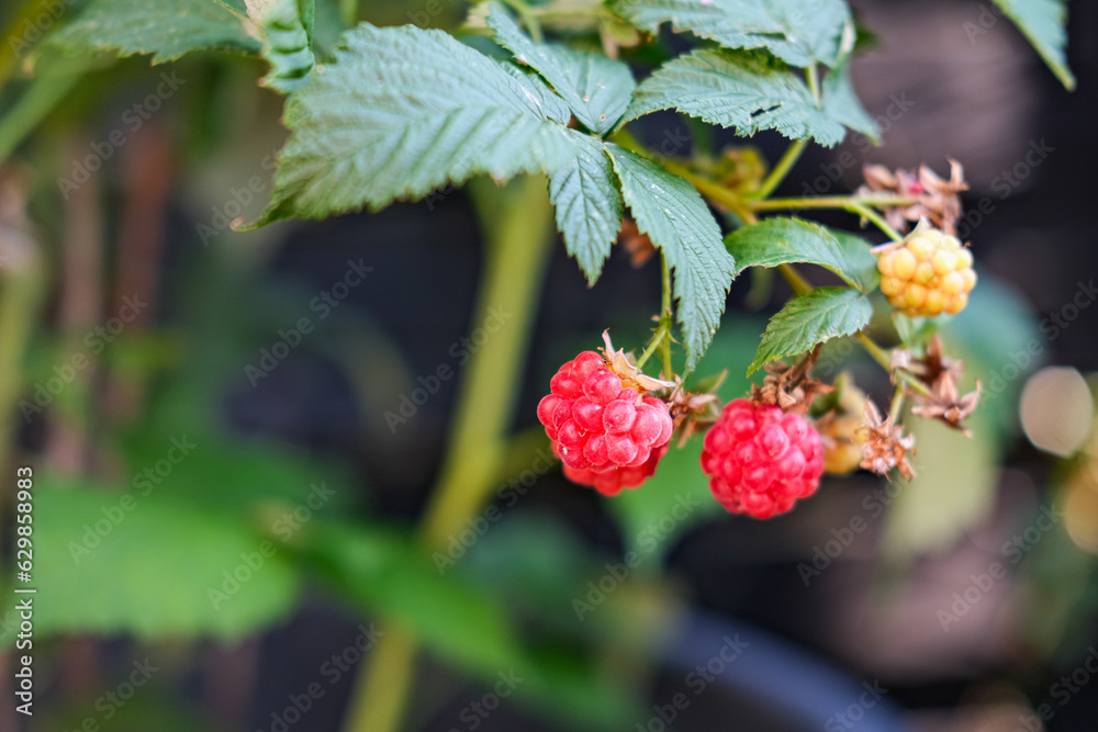 Close up picture of raspberry on a plant Close up picture of raspberry on a plant