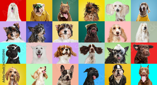 Creative collage made of different breeds of dogs posing against multicolored background. Positive, funny, cute dogs looking ar camera. Concept of animal life, pet friend, care, vet, ad