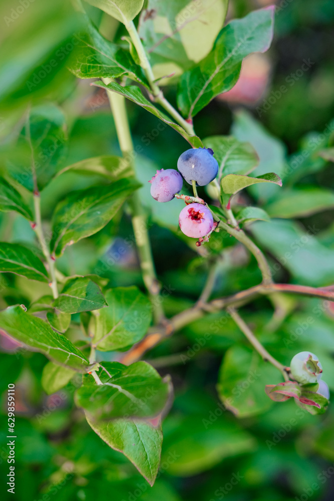 Blueberries on a plant 