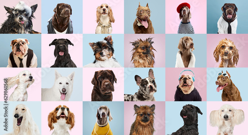 Fototapeta Naklejka Na Ścianę i Meble -  Creative collage made of different breeds of dogs. Purebred funny and serious dogs posing against multicolored background. Concept of animal life, pet friend, care, vet, ad