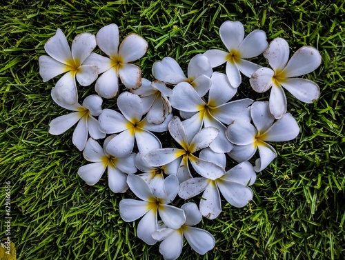 Flower white gardenplumeria photo