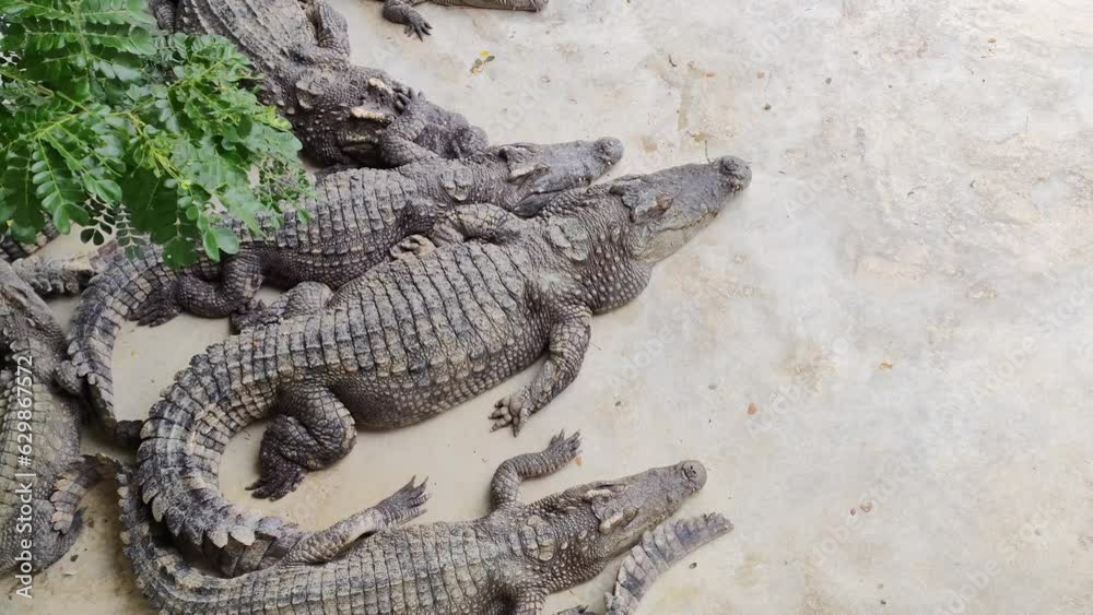 close up of an alligators./Many crocodiles sunbathe in the pond. close up of an alligators./Many crocodiles sunbathe in the pond.