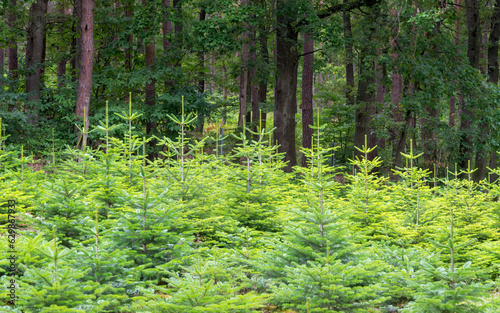 christmas tree farm