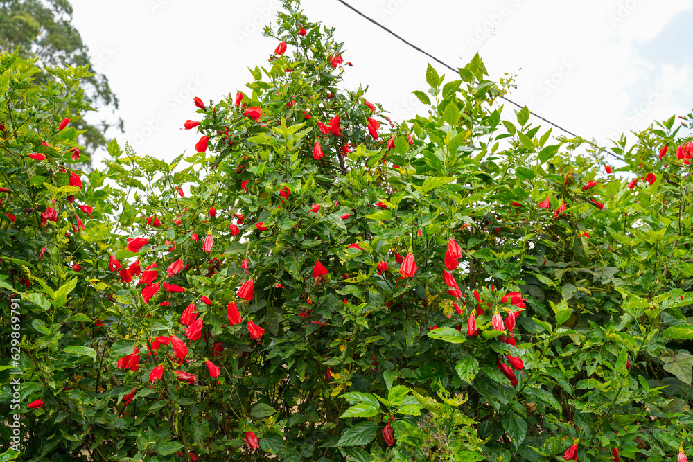 red flower of China rose, rose of Sharon, hardy hibiscus, rose mallow, Chinese hibiscus, Hawaiian hibiscus or shoeblackplant.