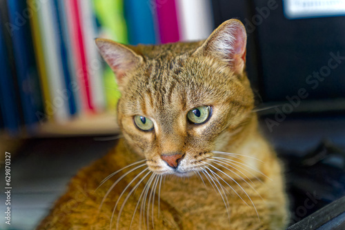 Close-up of head of tabby cat with brown, black and white fur whiskers and green eyes at apartment room. Photo taken May 26th, 2023, Zurich, Switzerland.