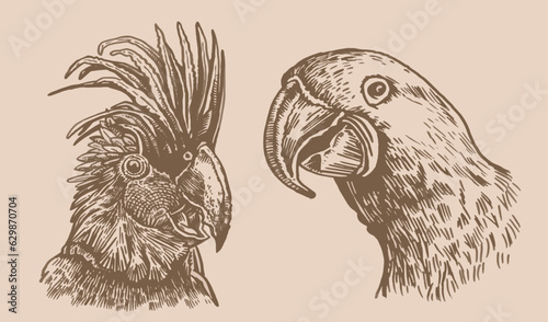 Graphical vintage set of  parrots ,vector element of bird.Ink pen parrots,ornithology