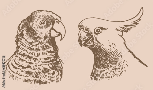 Graphical vintage set of  parrots ,vector element of bird.Ink pen parrots,ornithology