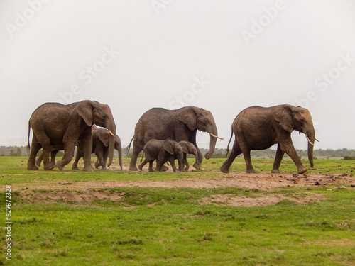 Sticker Herd of elephants with babies walk on green savannah with a clear copy space sky