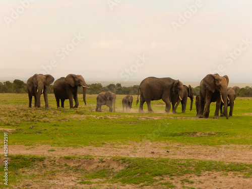 Elephants kick up dust as they walk on green savanna on a landscape with open sky copy space - Kenya