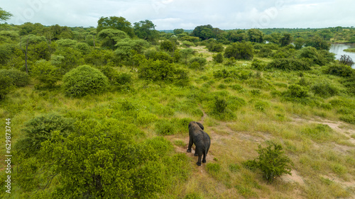 Aerial view of Elephant in Nyerere national Park in Rifuji Tanzania