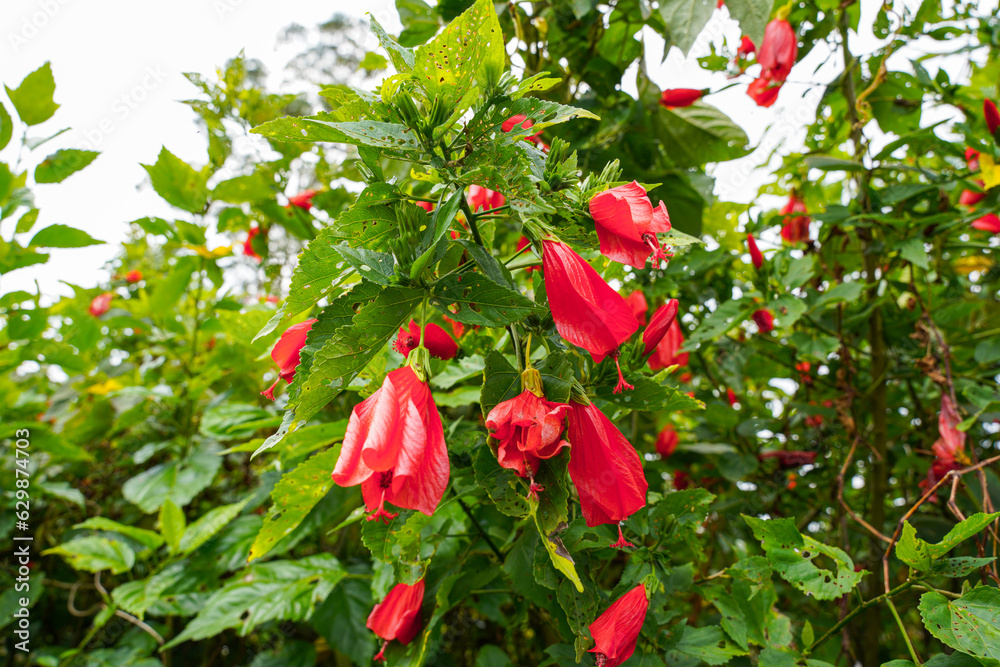 Obraz premium red flower of China rose, rose of Sharon, hardy hibiscus, rose mallow, Chinese hibiscus, Hawaiian hibiscus or shoeblackplant.