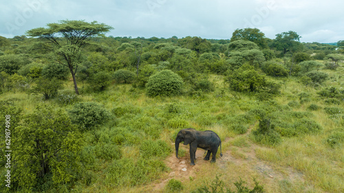 Aerial view of Elephant in Nyerere national Park in Rifuji Tanzania