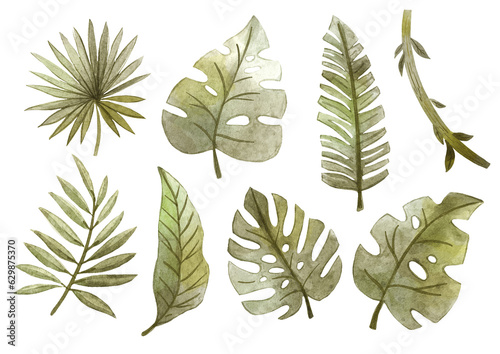 Isolated jungle tropical leaves collection. Watercolor hand drawn  monstera, liana, palm leaf. Realistic botanical drawings for posters, cards, nursery, apparel, scrapbooking. © mgdrachal