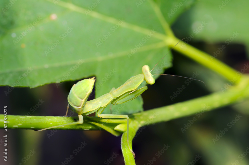 Praying mantis that raises its buttocks and threatens even small larvae with its strong eyesight (Wildlife closeup macro photograph)